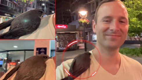 ČUDO U BEOGRADU: Posle nevremena, ptica nije htela da se odvoji od Radeta - prošetali Knezom, pa je odveo u zoo-vrt (FOTO)