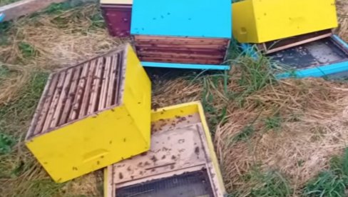 GOLIJA U STRAHU OD NAMNOŽENIH MEDVEDA: Žitelji sela u okolini Ivanjice već imali bliske susrete sa divljim životinjama GOLIJA U STRAHU OD NAMNOŽENIH MEDVEDA: Žitelji sela u okolini Ivanjice već imali bliske susrete sa divljim životinjama