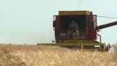 POČELA ŽETVA U POMORAVLJU: Požnjeveno oko 25 odsto pšenice