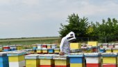 ЖЕЛЕ ДА ЗАШТИТЕ СУНЦОКРЕТОВ МЕД: Пчелари из Кикинде покрећу иницијативу за вредновање најпопуларније врсте географским пореклом