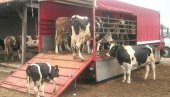 ПОМОЋ ПОЉОПРИВРЕДИ: Општина Велико Градиште додељује подстицаје вредне 2,1 милион динара