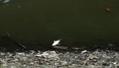 POMOR RIBE UZ SAVSKO JEZERO: Šokantne scene u Čukaričkom rukavcu, inpekcija odmah reagovala