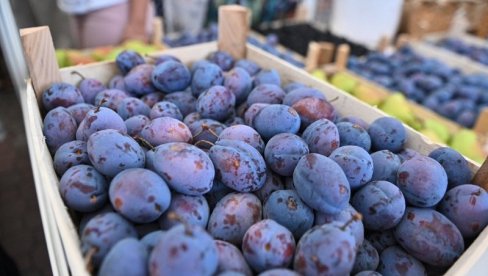 BERBA KUPINE U JEKU, ČEKA SE ŠLJIVA: Cena dobra, strahuju od pojave crva BERBA KUPINE U JEKU, ČEKA SE ŠLJIVA: Cena dobra, strahuju od pojave crva