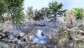 PLANULO RASTINJE I DIVLJA DEPONIJA: Izbio požar pored Batajničkog druma, vatra gašena nekoliko sati