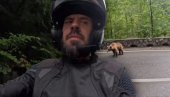 ROKVIĆ NALETEO NA MEDVEDA: Izleteo na put, a on - snima (VIDEO)