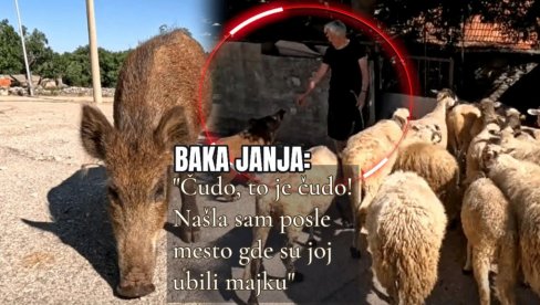 MAJKU JOJ UBILI LJUDI: Divlja svinja ušla u stado ovaca baka Janje - i desilo se čudo! Kako ih čuva, to ni pastirski psi ne umeju (VIDEO) MAJKU JOJ UBILI LJUDI: Divlja svinja ušla u stado ovaca baka Janje - i desilo se čudo! Kako ih čuva, to ni pastirski psi ne umeju (VIDEO)