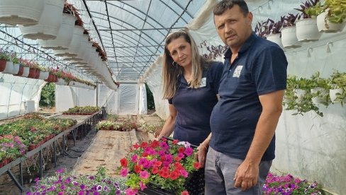 CVEĆE LEPOTOM VRAĆA ULOŽENO: Jovanovići iz okoline Paraćina privode kraju prolećni program proizvodnje u 12 plastenika