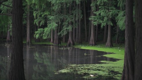 TIHI HEROJI PRIRODE: Mangrove šume