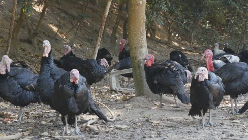 JEDAN OD RETKIH U SRBIJI: Domaćin Marčeta drži 900 ćuraka i sve radi sam