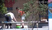 СКАНДАЛ У НОВОМ САДУ! Погледајте како блокадери уништавају српску тробојку, мрзе све што је српско (ФОТО)