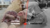 Jednu svinju hranili prirodno, drugu koncentratom: Vidite razliku u mesu - farma je ISTA, uslovi isti (FOTO)