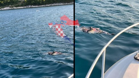 UŽAS U HRVATSKOJ: Morem plutaju mrtvi delfini - krvavi i raskomadani (FOTO)