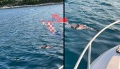 УЖАС У ХРВАТСКОЈ: Морем плутају мртви делфини - крвави и раскомадани (ФОТО)