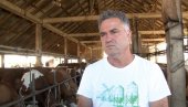 KRIZA VIŠE NE RASIPA MLEKO: Stimulativne mere države daju rezultate u domaćem mlekarstvu