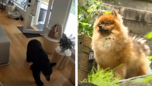 JURIO GA PO IMANJU: Pomeranac oterao medveda iz kuće (VIDEO)