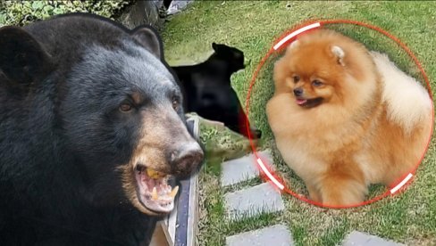 POMERANAC OTERAO MEDVEDA: Mali pas je heroj porodice - meda pomahnitalo bežao po dvorištu od velikog srca (VIDEO) POMERANAC OTERAO MEDVEDA: Mali pas je heroj porodice - meda pomahnitalo bežao po dvorištu od velikog srca (VIDEO)