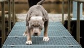 RAZJARENI PIT BUL NASRNUO NA ŽENU SA BEBOM U NARUČJU! Jeziva scena u dvorištu porodične kuće u Bečmenu