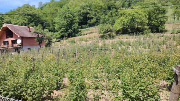 МЕШЕТАРИ КУПИНИ ПРЕПОЛОВИЛИ ЦЕНУ: Како су воћари у Јадру, Рађевини и Азбуковици уочи бербе на својој кожи осетили ћуди откупљивача МЕШЕТАРИ КУПИНИ ПРЕПОЛОВИЛИ ЦЕНУ: Како су воћари у Јадру, Рађевини и Азбуковици уочи бербе на својој кожи осетили ћуди откупљивача