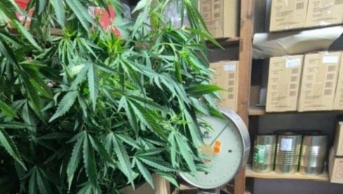 STRUČNJACI UPOZORAVAJU: Marihuana može da utiče na plodnost kod žena