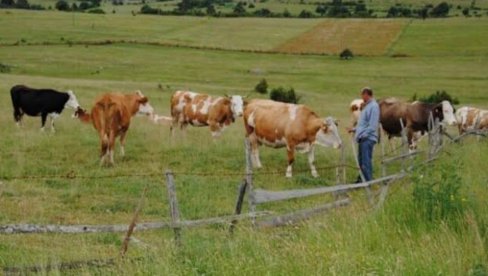 ČAK 600 SELA NEMA NIJEDNE KRAVE: Depopulacija i starenje stanovništva u potpunosti promenili obrazac života u ruralnim područjima