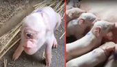 У Србији рођено прасе са ЈЕДНИМ ОКОМ насред чела! Бојанићи умрли од страха кад је изашло - ШЕСТО од 18