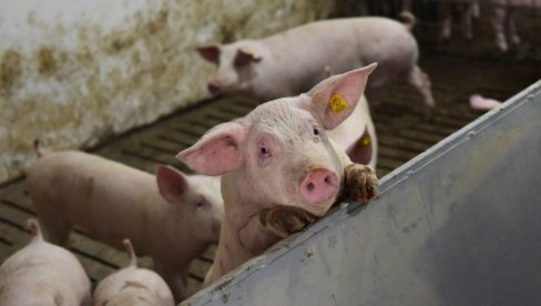 ЗАРАЗНА БОЛЕСТ ПОТВРЂЕНА У СРБИЈИ: Свако свињче мора да се прегледа - Ево какве су последице по људе