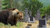 GLADNI MEDVED NAPRAVIO HAOS: Raskopao grobove na pravoslavnom groblju u potrazi za hranom