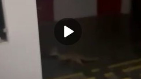 FILOZOFSKI FAKULTET U NOVOM SADU - LEGLO ZARAZE FILOZOFSKI FAKULTET U NOVOM SADU - LEGLO ZARAZE