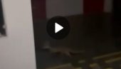 FILOZOFSKI FAKULTET U NOVOM SADU - LEGLO ZARAZE