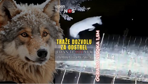 ТРАЖЕ ОД ДРЖАВЕ ДА ГА УБИЈУ: Вук заклао 60 оваца - 20 пута прескочио ограду од МЕТАР И ПО! Повратник снимљен надзорним камерама (В ТРАЖЕ ОД ДРЖАВЕ ДА ГА УБИЈУ: Вук заклао 60 оваца - 20 пута прескочио ограду од МЕТАР И ПО! Повратник снимљен надзорним камерама (В
