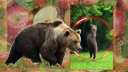 Snimili medveda u voćnjaku - nisu mogli da veruju ŠTA radi! To je dokaz koliko su pametni i prilagodljivi (VIDEO) Snimili medveda u voćnjaku - nisu mogli da veruju ŠTA radi! To je dokaz koliko su pametni i prilagodljivi (VIDEO)