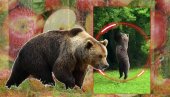 Снимили медведа у воћњаку - нису могли да верују ШТА ради! То је доказ колико су паметни и прилагодљиви (ВИДЕО)