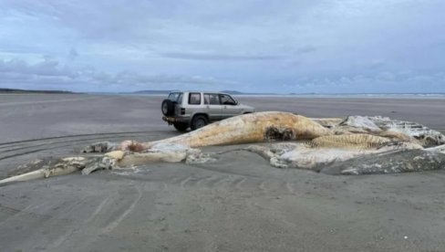 Ogroman leš misterioznog bića isplivao na poznatu plažu, svi se pitaju ŠTA JE TO? (FOTO)