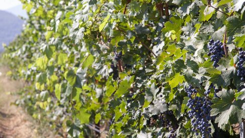 TREBINJSKI VINOGRADARI IMAJU RAZLOGA ZA ZADOVOLJSTVO: Vrhunski kvalitet i veći prinosi grožđa nego lani TREBINJSKI VINOGRADARI IMAJU RAZLOGA ZA ZADOVOLJSTVO: Vrhunski kvalitet i veći prinosi grožđa nego lani