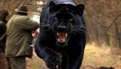 ПОНОВО ВИЂЕН ЦРНИ ПАНТЕР У БЛИЗИНИ СРБИЈЕ: Опасни предатор престравио ловца у шуми, човека спасила само присебност