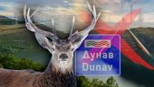 JELEN VEĆ NEDELJAMA PRAVI HAOS: Zaustavio vozove, pliva Dunavom, šeta auto-putevima - vlasti nemaju rešenje za divlju životinju