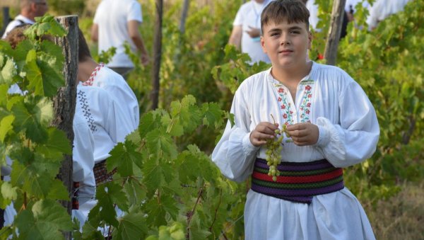 И ОВЕ ГОДИНЕ УСПЕШНО НАСТАВЉЕНА МИСИЈА УДРУЖЕЊА РОГЉЕВАЧКЕ ПИВНИЦЕ НЕДАЛЕКО ОД НЕГОТИНА   Чувају традицију крајинске бербе