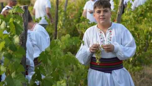 I OVE GODINE USPEŠNO NASTAVLJENA MISIJA UDRUŽENJA ROGLJEVAČKE PIVNICE NEDALEKO OD NEGOTINA Čuvaju tradiciju krajinske berbe I OVE GODINE USPEŠNO NASTAVLJENA MISIJA UDRUŽENJA ROGLJEVAČKE PIVNICE NEDALEKO OD NEGOTINA Čuvaju tradiciju krajinske berbe