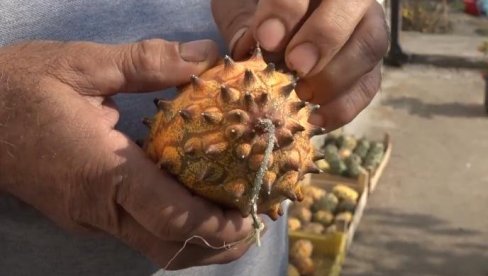 KOMAD KOŠTA I DO 200 DINARA, PODSEĆA NA KIVI, A USPEVA I NA OBRONCIMA PLANINA: Borko gaji biljke koje retko ko ima u Srbiji (VIDEO)