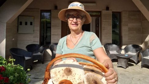 NA DIVČIBARARAMA MORE GLJIVA: Priroda dala najbolje NA DIVČIBARARAMA MORE GLJIVA: Priroda dala najbolje