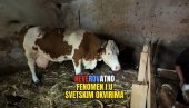 NEVERICA I RADOST: Koliko je krava otelila teladi - ne pamti se u Srbiji (VIDEO) NEVERICA I RADOST: Koliko je krava otelila teladi - ne pamti se u Srbiji (VIDEO)