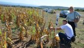 “ДАНИ ПОЉА КУКУРУЗА”: Суша и вране „обрале“ кукуруз