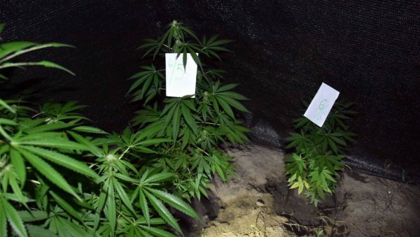 У ПРЕШЕВУ ПРОНАЂЕНА ДРОГА: Закопана у тегли  у породичном дворишту