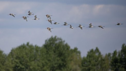 ПОСМАТРАЈТЕ ЧУДЕСНЕ МИГРАЦИЈЕ ПТИЦА: Друштво за заштиту и проучавање птица Србиј4, 4. и 5. октобра организује излете широм Србије ПОСМАТРАЈТЕ ЧУДЕСНЕ МИГРАЦИЈЕ ПТИЦА: Друштво за заштиту и проучавање птица Србиј4, 4. и 5. октобра организује излете широм Србије