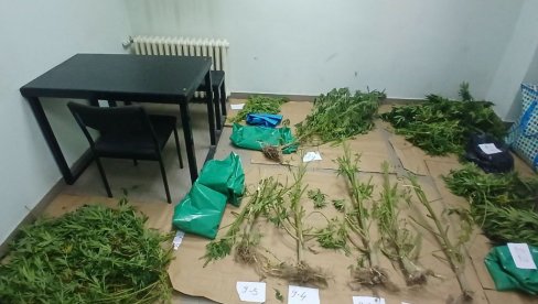 ZAPLENJENO 19 KILOGRAMA KANBISA: Dobar „ulov“ pripadnika policije u Kraljevu