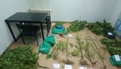 ZAPLENJENO 19 KILOGRAMA KANBISA: Dobar „ulov“ pripadnika policije u Kraljevu