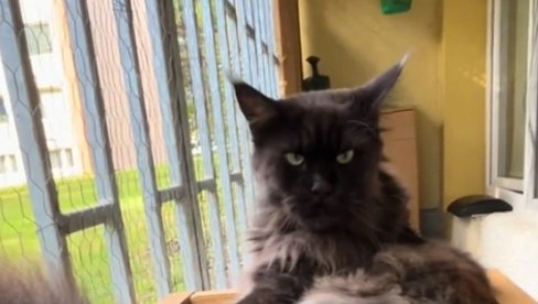 ON JE BAŠ LJUT: Pogledajte samo tu facu - ljudi na mrežama plaču od smeha (VIDEO)