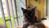 ON JE BAŠ LJUT: Pogledajte samo tu facu - ljudi na mrežama plaču od smeha (VIDEO)
