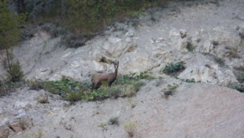 SEOBA NA SRPSKIM PLANINAMA: Divokoze sa Tare na Kopaoniku