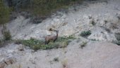 SEOBA NA SRPSKIM PLANINAMA: Divokoze sa Tare na Kopaoniku